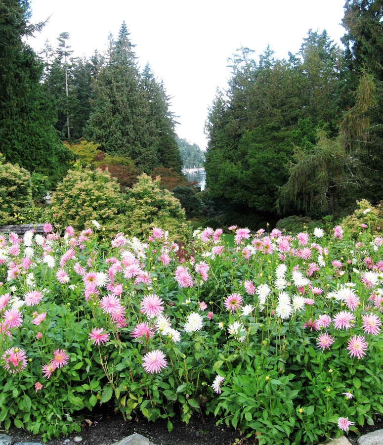 Opening in hedge at Butchart Gardens, Vancouver Island, Canada, revealing boats in Butchart Cove